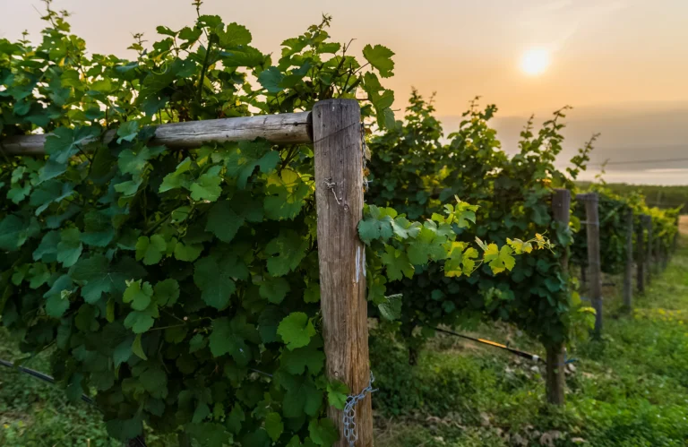 Lunessence-Single-12-h