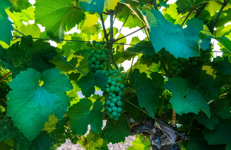 Lunessence-Single-3-h